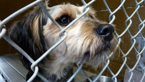 How do people select pets from animal shelters?
