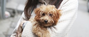 Caring for Animals 2.3.6.0 Pet owners prepare for flea season