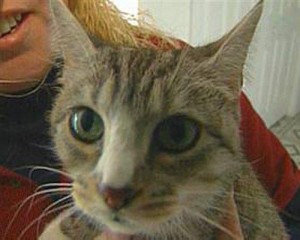 cat_3 One treatment Doctor Braun does recommend is a product called Capstar.