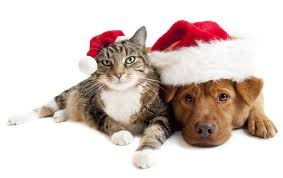 Dog Cat Santa Christmas Dog Cat Santa Christmas